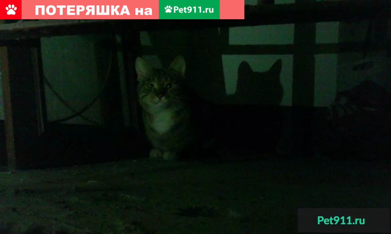 Найдена кошка на Серебристом бульваре, 34к1 | Pet911.ru