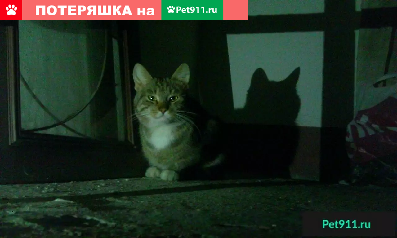 Найдена кошка на Серебристом бульваре, 34к1 | Pet911.ru