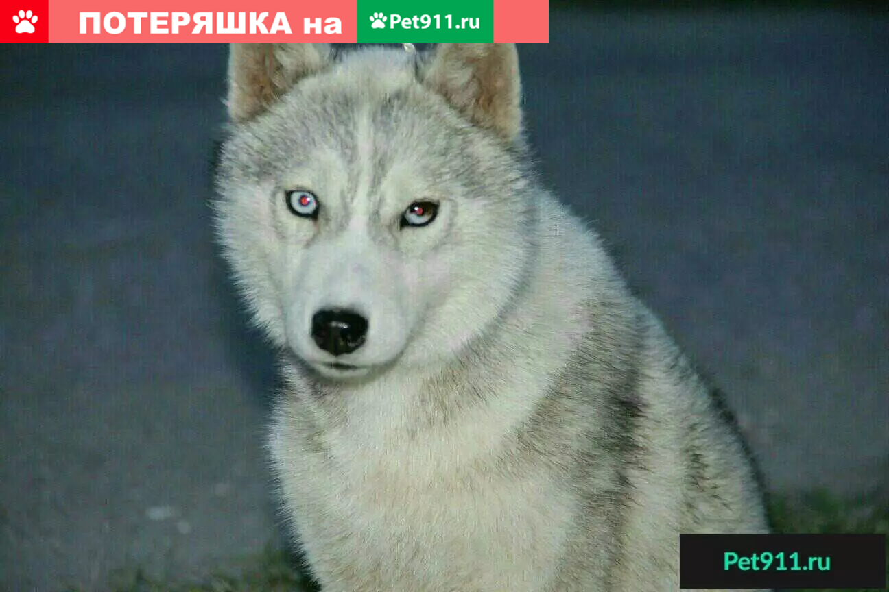 Пропала собака в селе Фащёвка, Липецкая область | Pet911.ru