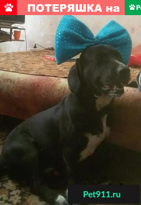 Пропала собака с белыми пятнами в Центре Риги - photo