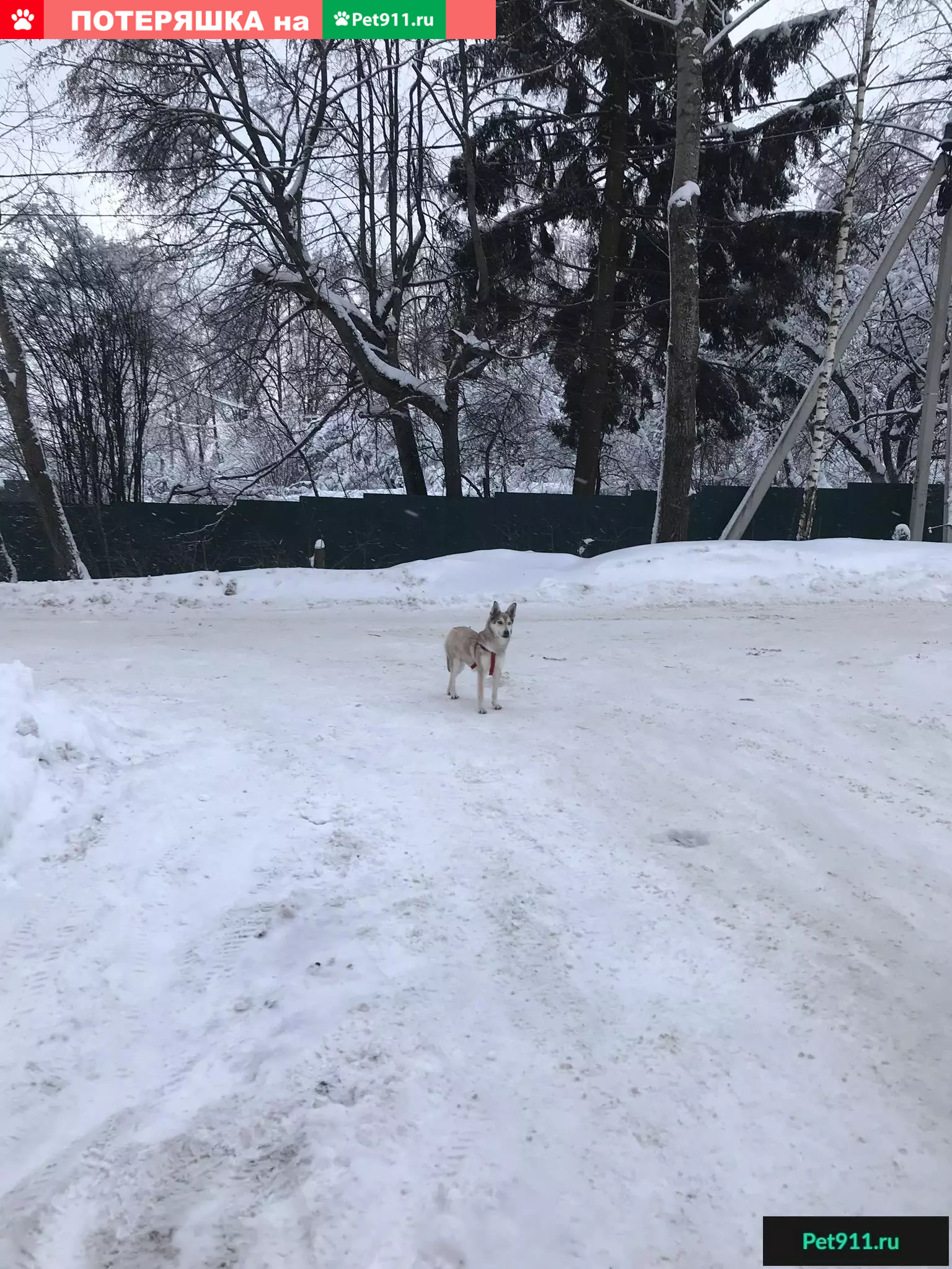 Найдена собака в Павловской Слободе, ищем хозяев | Pet911.ru