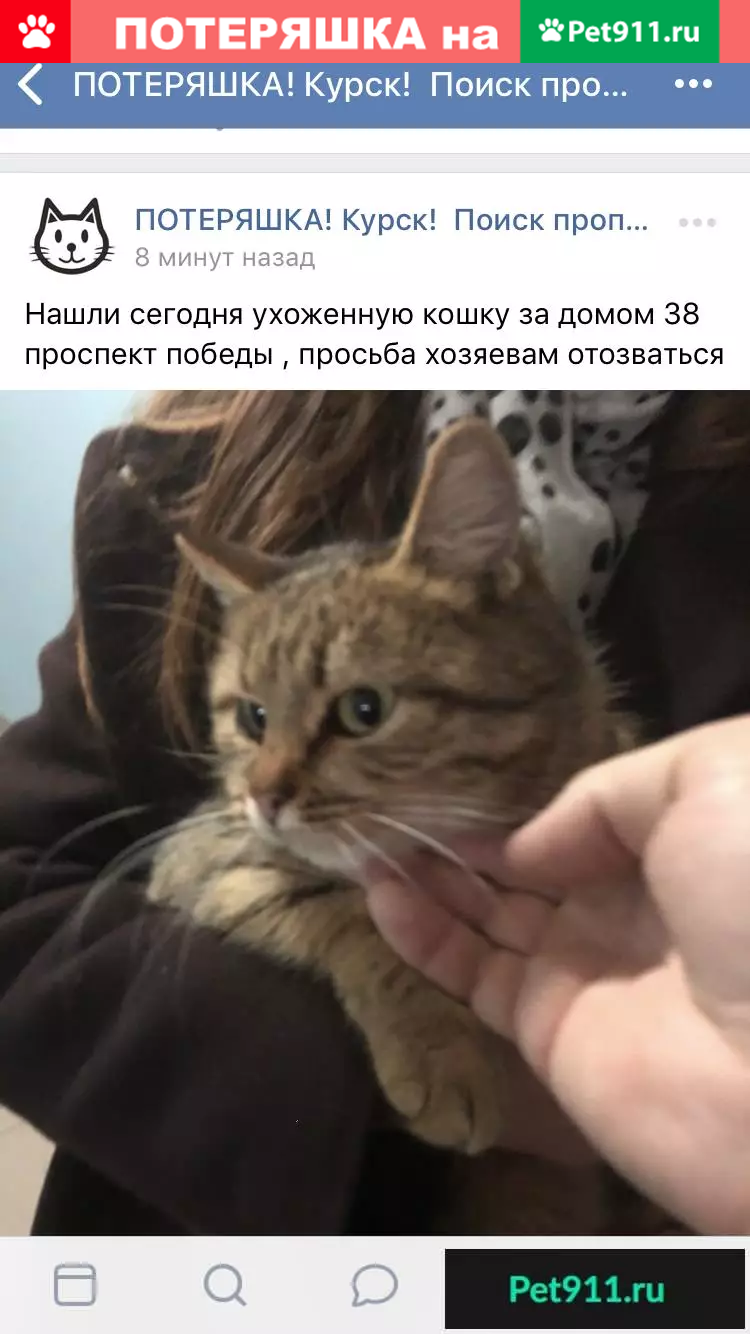 Ухоженная кошка найдена на пр. Победы, 38 | Pet911.ru