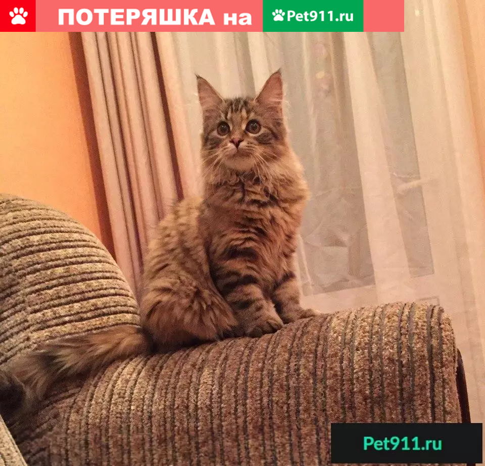 Пропала кошка на Падерина дом 4 в Феодосии | Pet911.ru