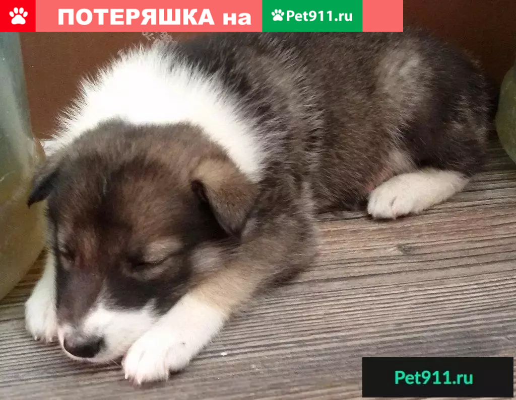 Пропала лайка возле 19 школы, Хабаровск. | Pet911.ru