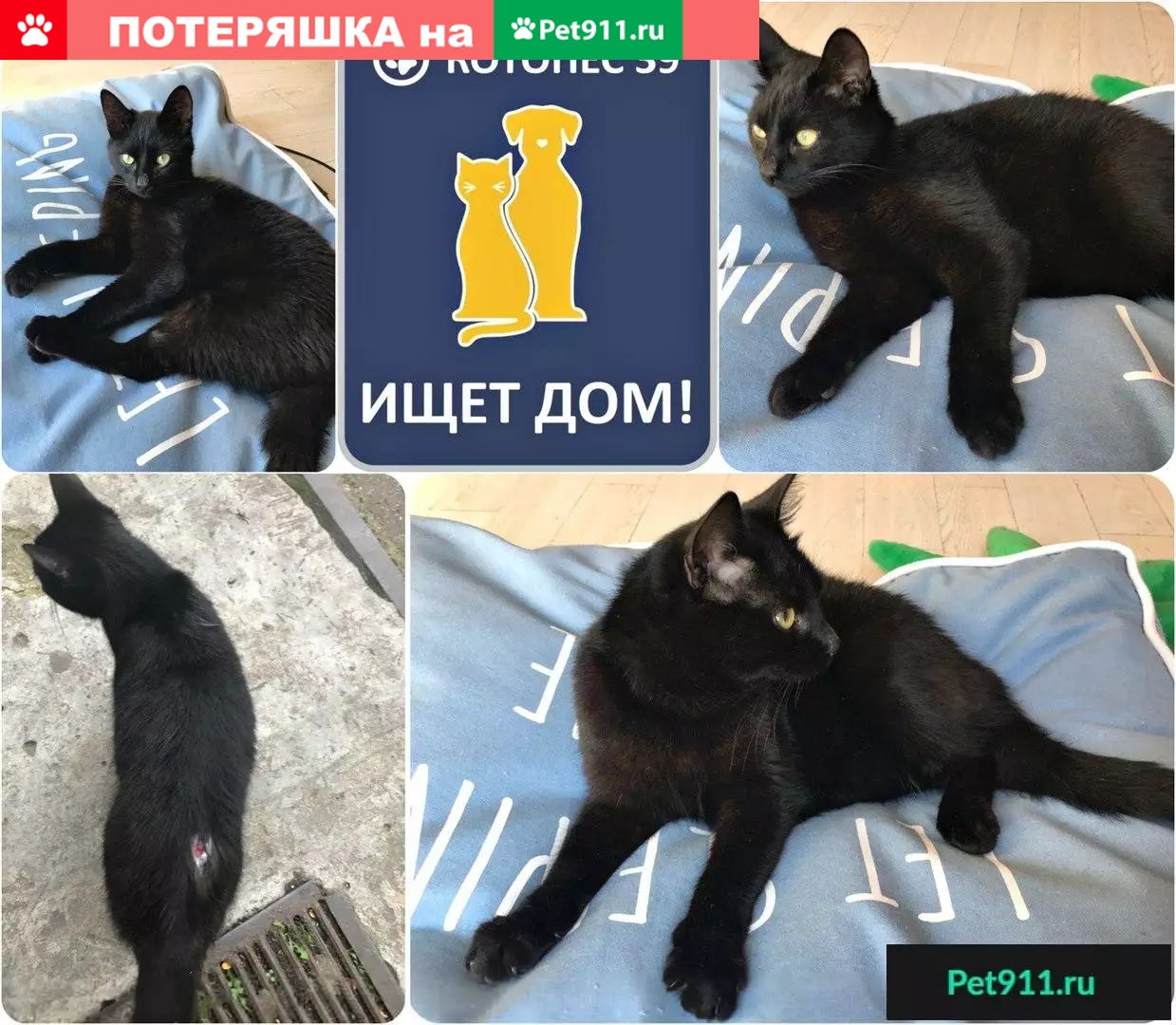 Найден кот на улице Репина, ищет хозяев! | Pet911.ru