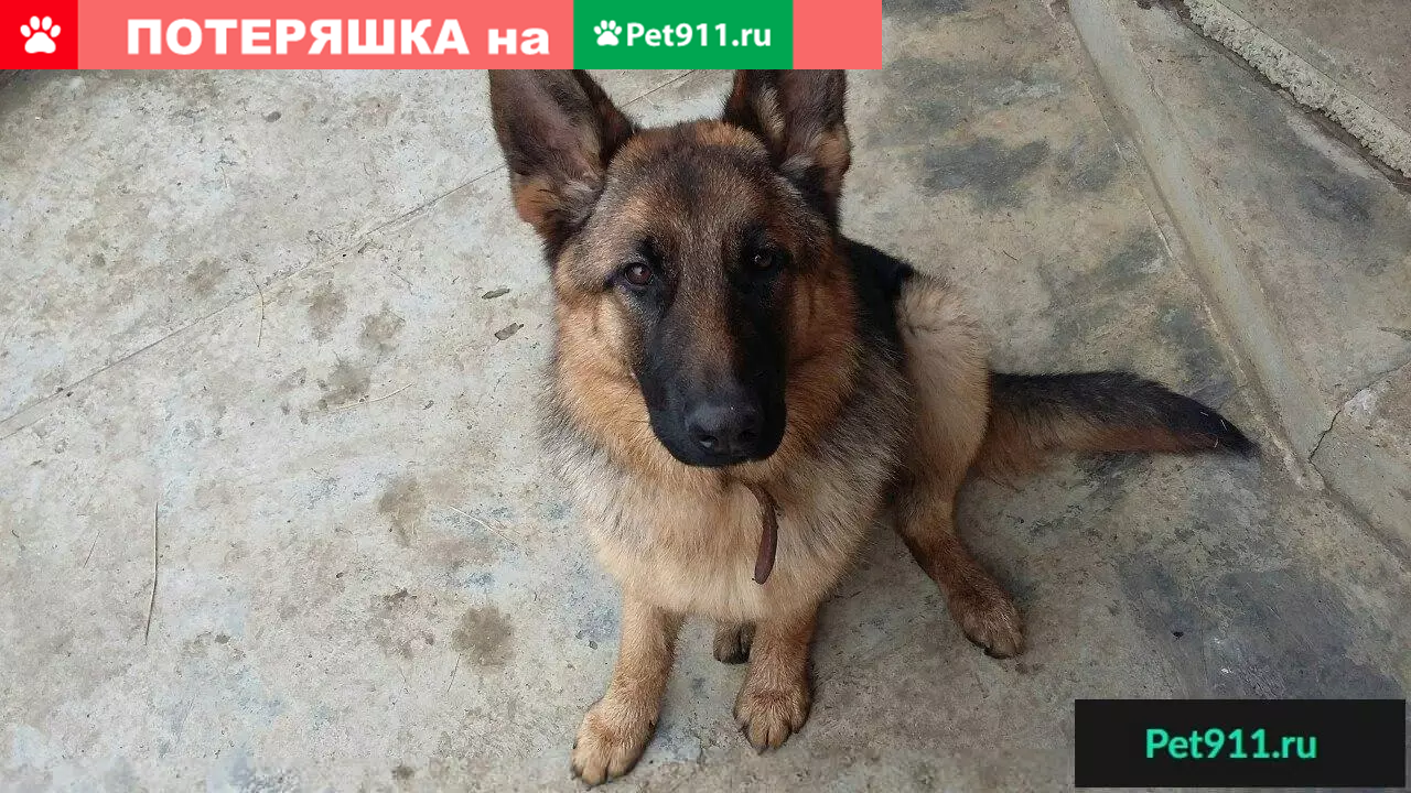 Пропала собака в Майкопе - немецкая овчарка Джина | Pet911.ru