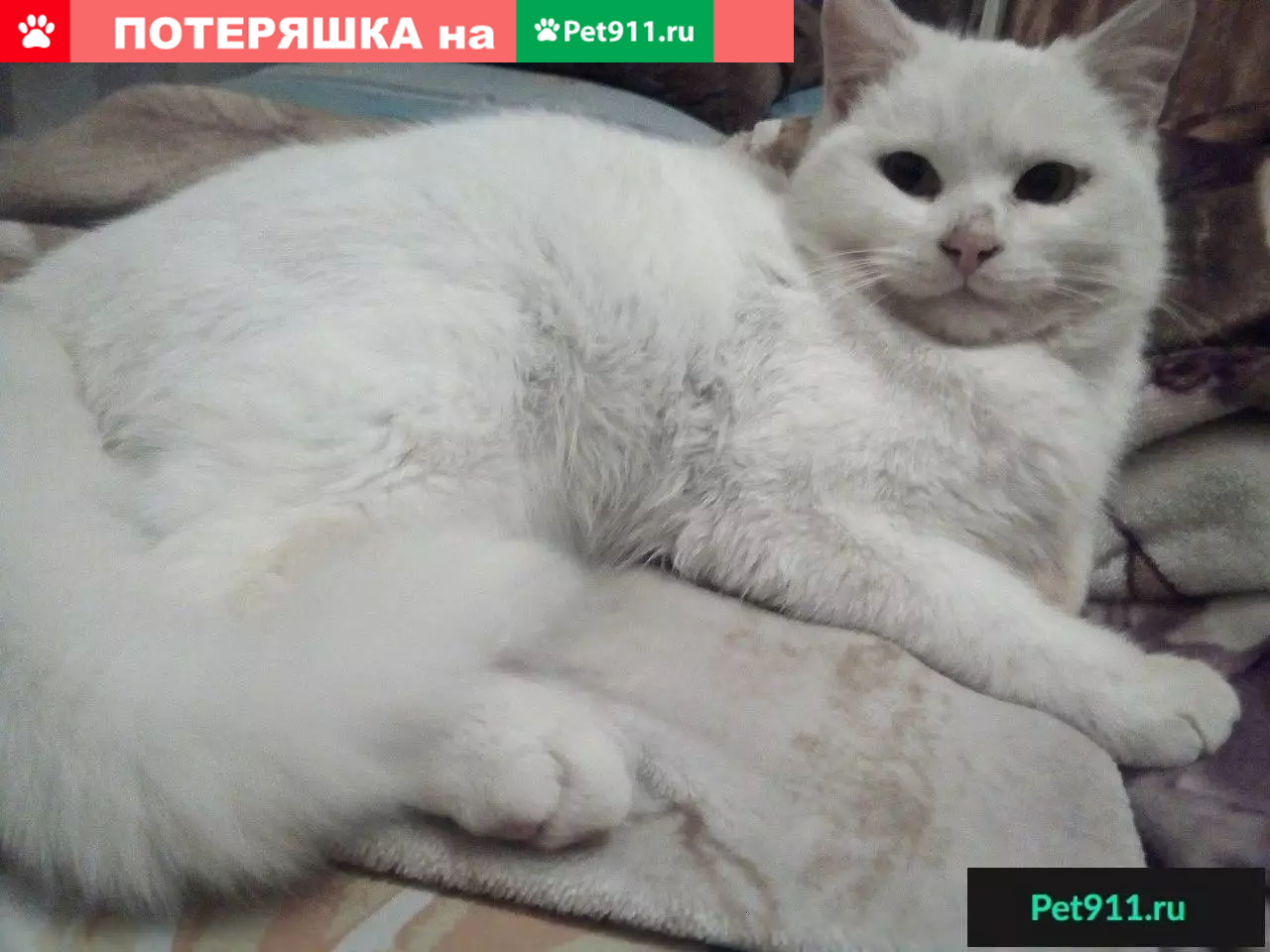 Найден белый кот в Дрогичине, ищет дом. Северск, Россия. | Pet911.ru