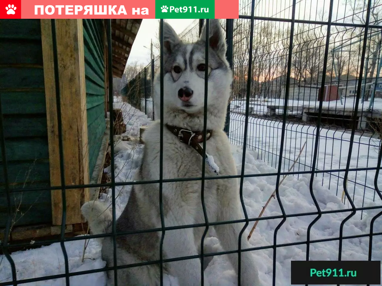 Найдена собака в Барнауле, район ВРЗ, парк Изумрудный | Pet911.ru