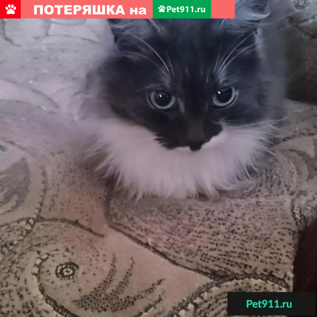 Пропала кошка на Пушкарева 8а, Ульяновск | Pet911.ru