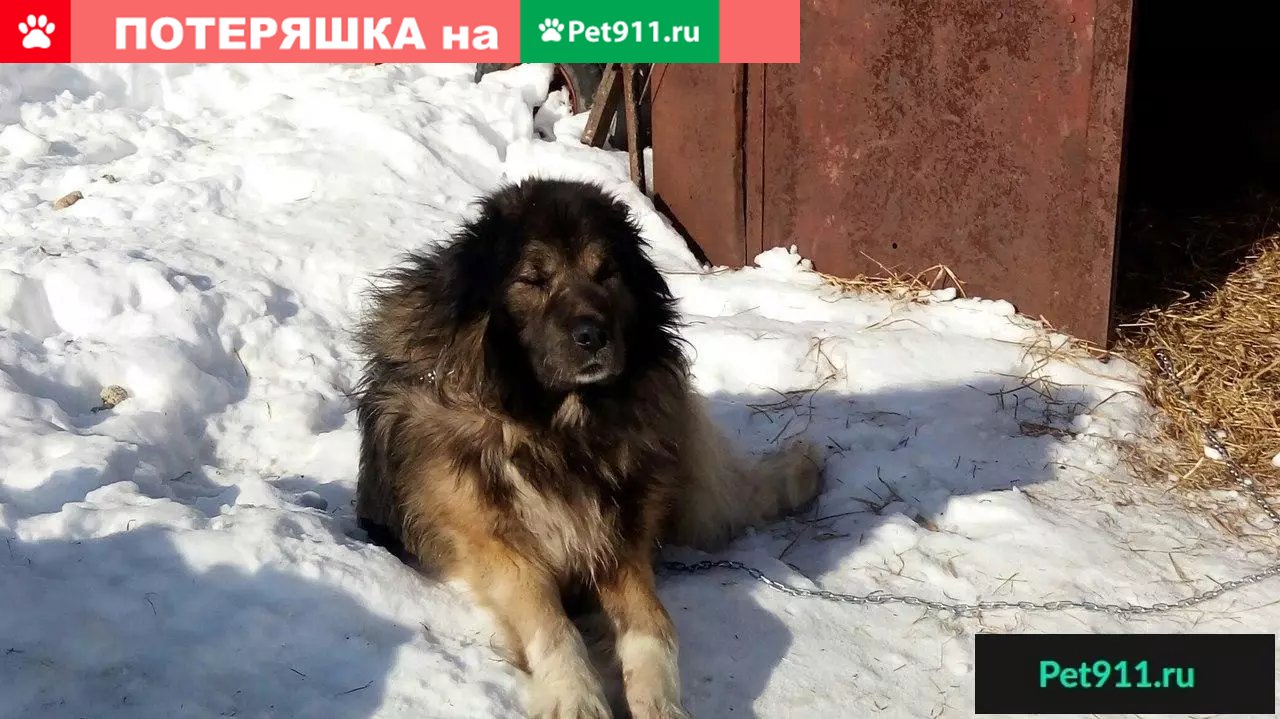 Найдена кавказская овчарка в п. Семибратово, Ярославская область | Pet911.ru