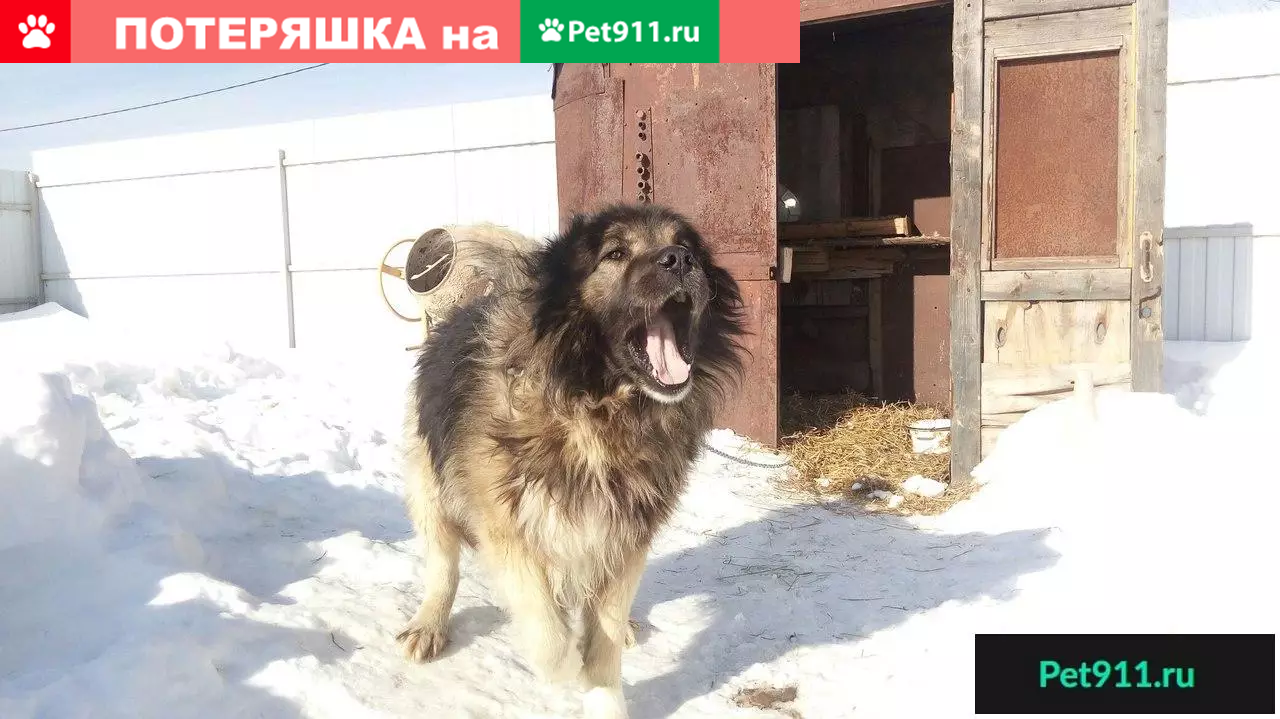 Найдена кавказская овчарка в п. Семибратово, Ярославская область | Pet911.ru