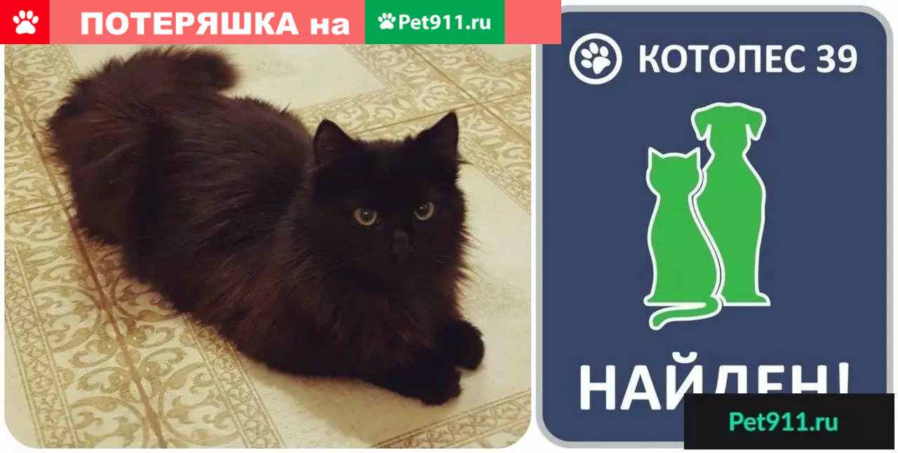 Найден котик-подросток на ул. Энергетиков #НАЙДЕН_КОТОПЕС39 | Pet911.ru