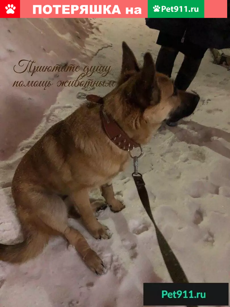 Найден молодой пес после ДТП в Северодвинске. | Pet911.ru