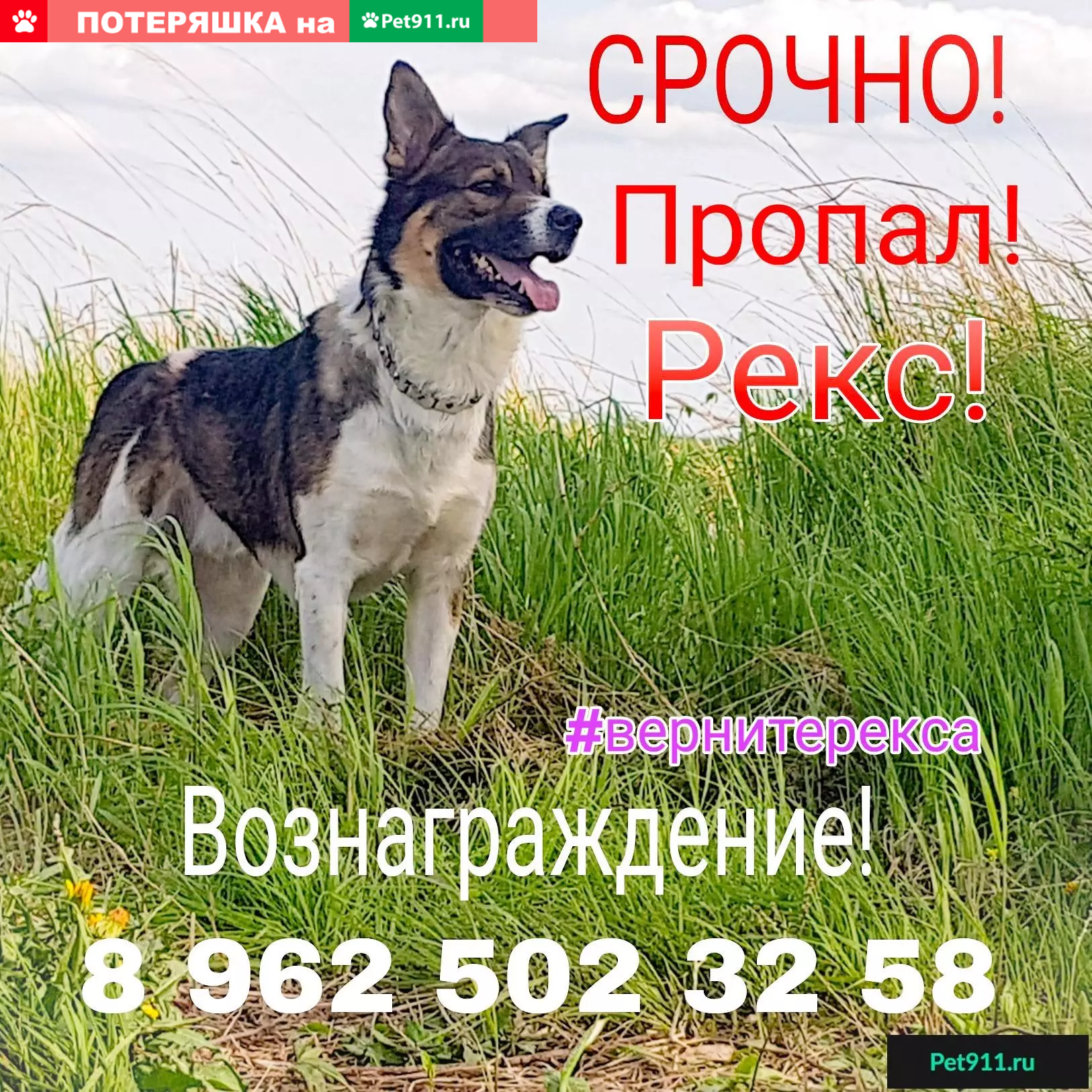 Пропала собака Рекс в с. Ракитное, Хабаровский край | Pet911.ru