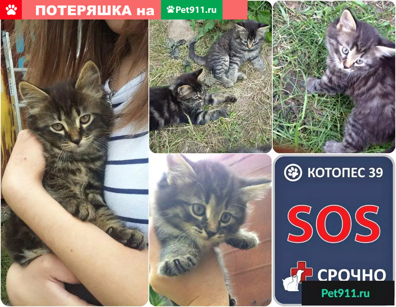 Котята ищут дом в Калининграде | Pet911.ru