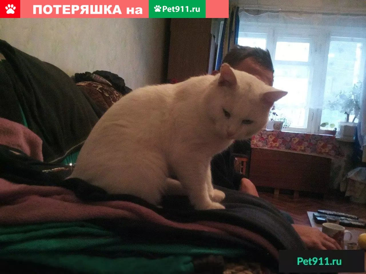 Пропал кот Барсик возле ТЦ Макси на пр. Победы 200 | Pet911.ru