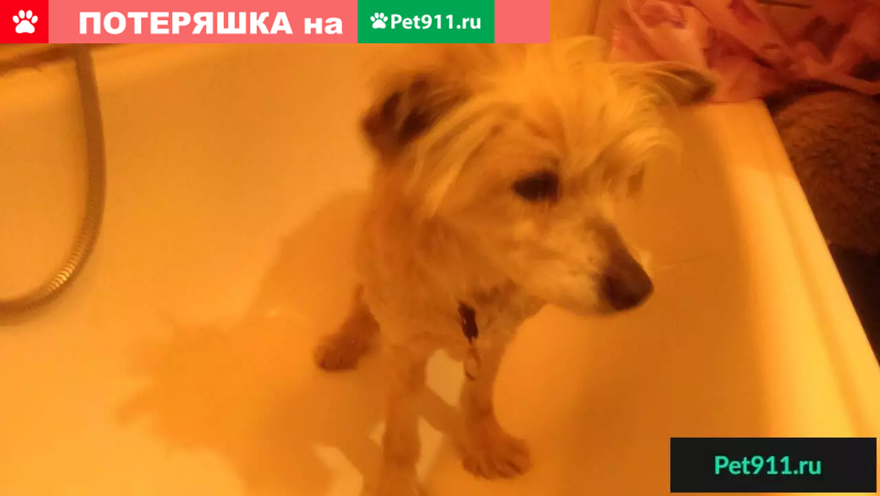 Найдена кошка в роще, нужны хозяевы! | Pet911.ru