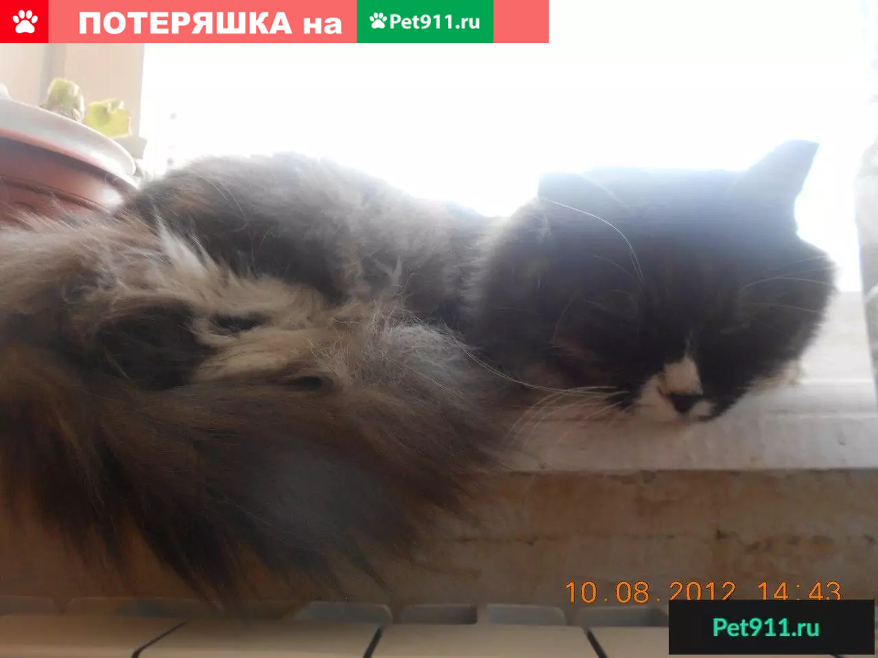 Пропала кошка Ляля, дом 3А, Королевка, Смоленск. | Pet911.ru