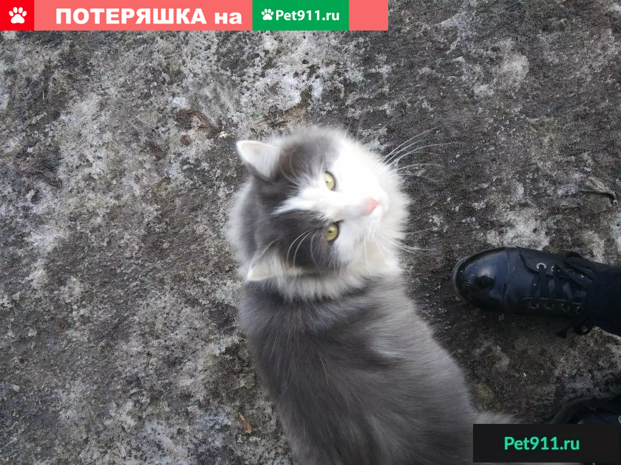 Найден кот! Ул. Коломенская, д. 34, Владимирский район, Пермь | Pet911.ru