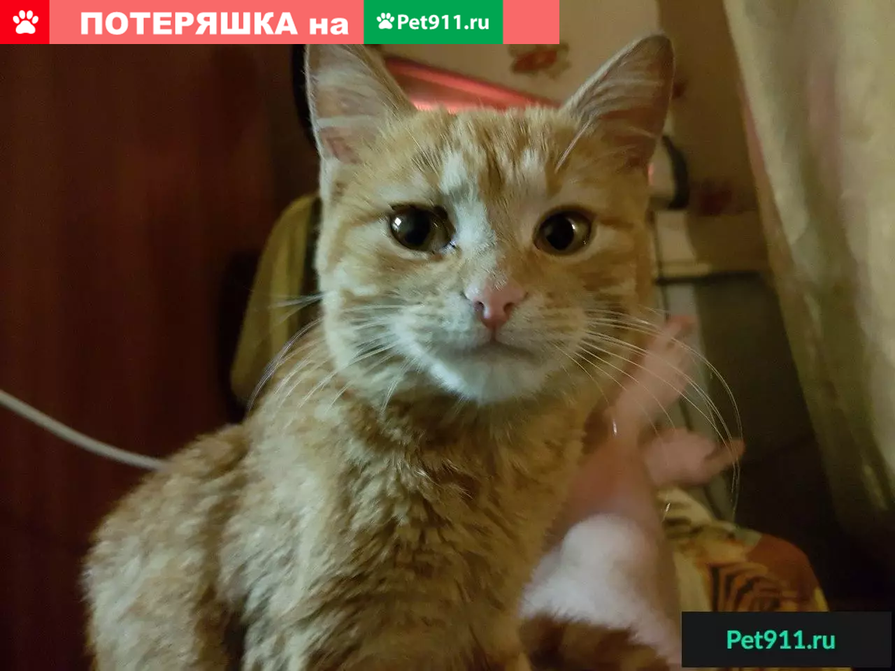 Пропала кошка Майя в районе Ластовой, Севастополь #коты@sevanimals#пропал@sevanimals  | Pet911.ru