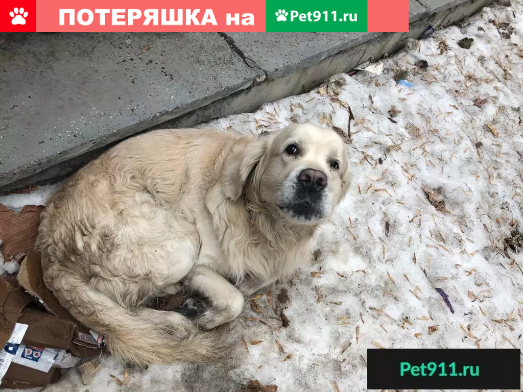 Пропала собака в Екатеринбурге, ретривер Жан с эпилепсией, клеймо AIS 2713.  | Pet911.ru