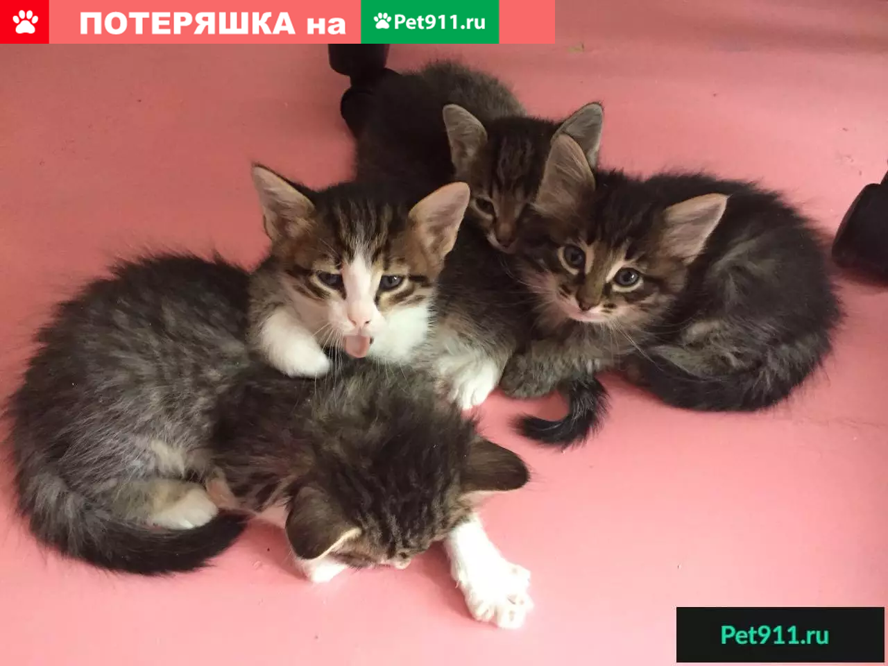 Найдена кошка Аниса в Нефтекамске, пристройте молодую маму! | Pet911.ru