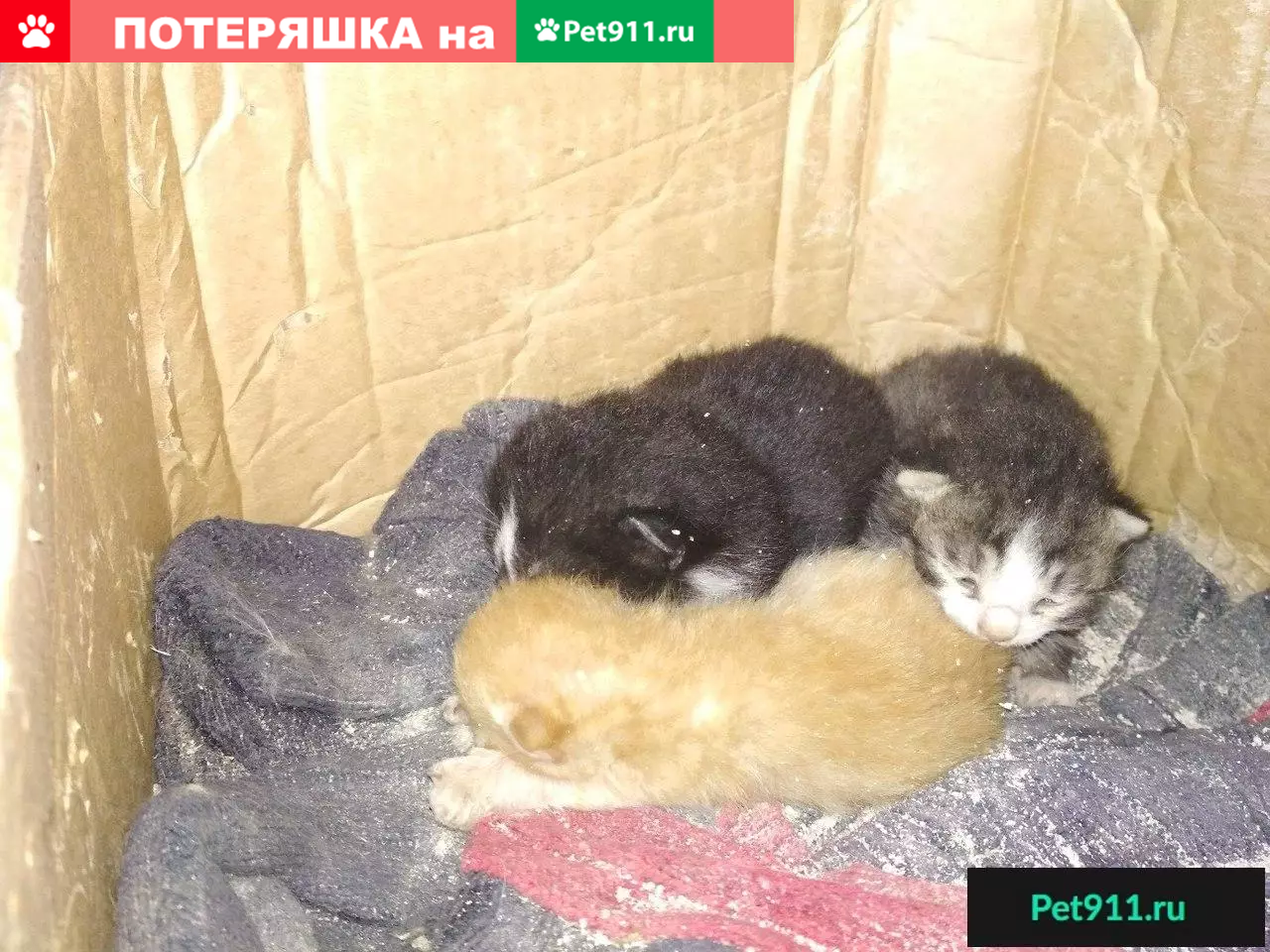 Спасите маленьких котят и их маму на стройке в Санкт-Петербурге | Pet911.ru
