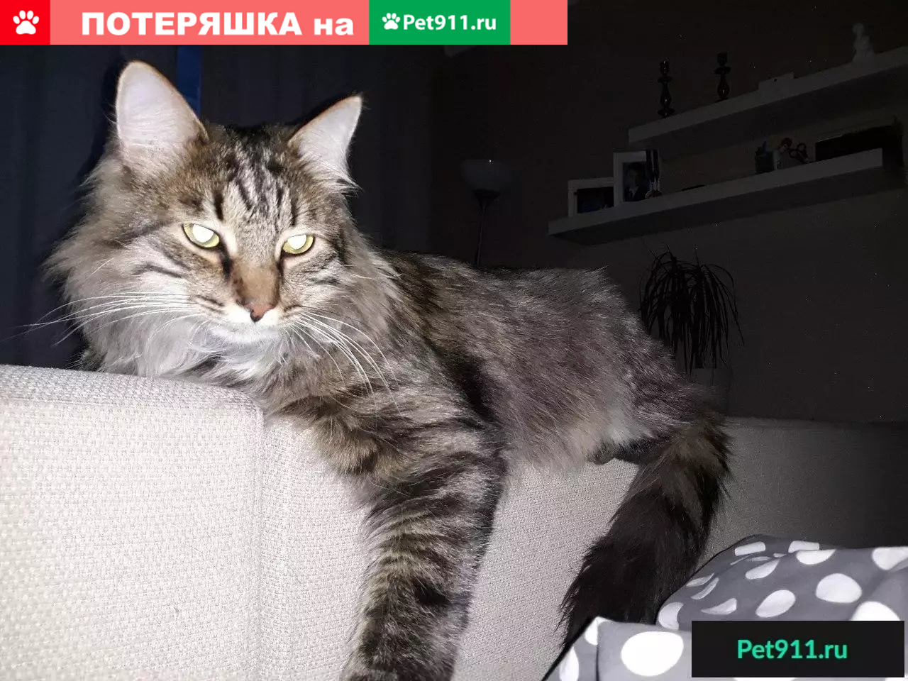 Пропал кот КУБА в п. Быково, Подольск.