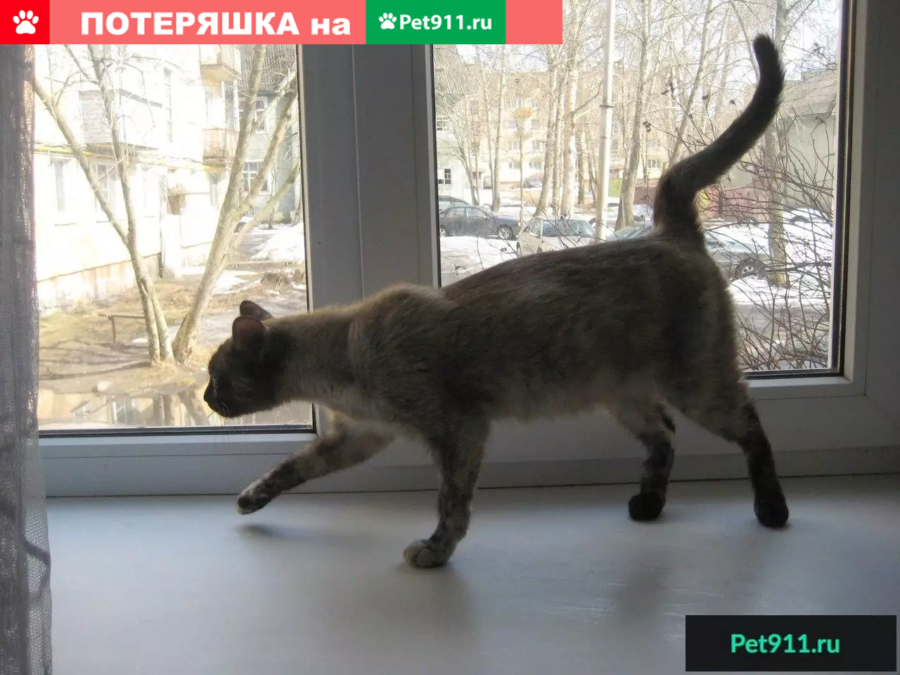 Найдена кошка в Петрозаводске: Ольга Талалаева. | Pet911.ru