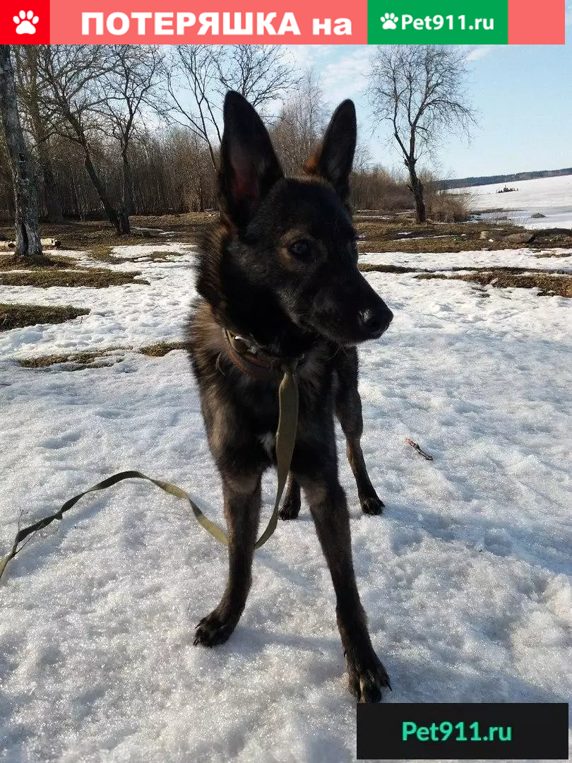 Пропал щенок Элтон в Петрозаводске, район ТИЗ Усадьба, пер. Усадебный 1. |  Pet911.ru