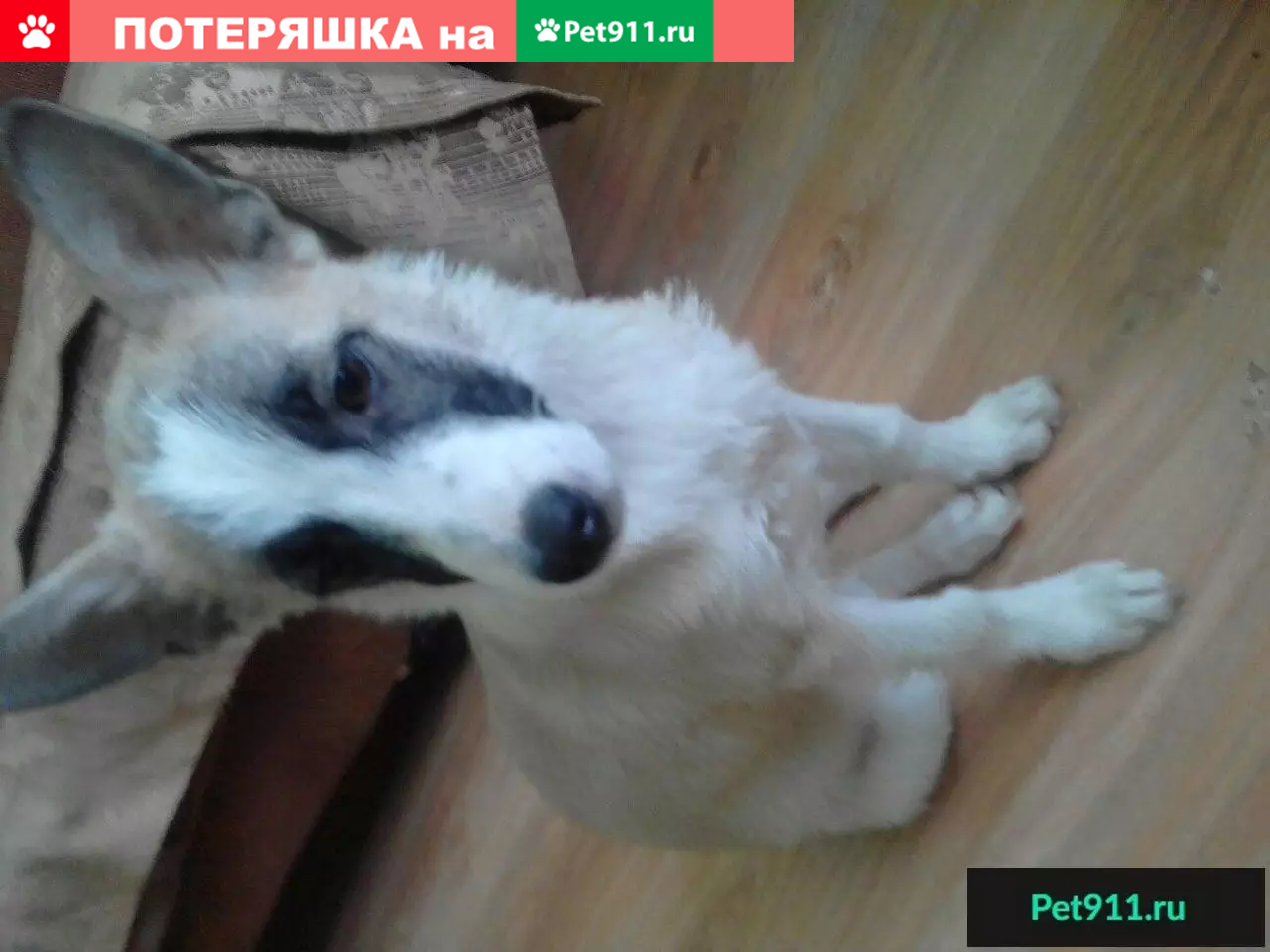 Найден щенок в Иркутске, ищем хозяев или новый дом | Pet911.ru