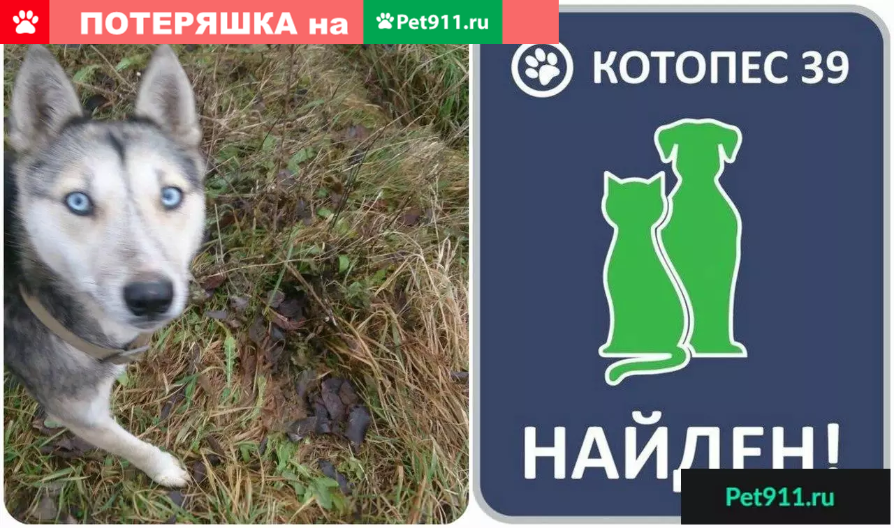 Найдена собака в Калининграде | Pet911.ru