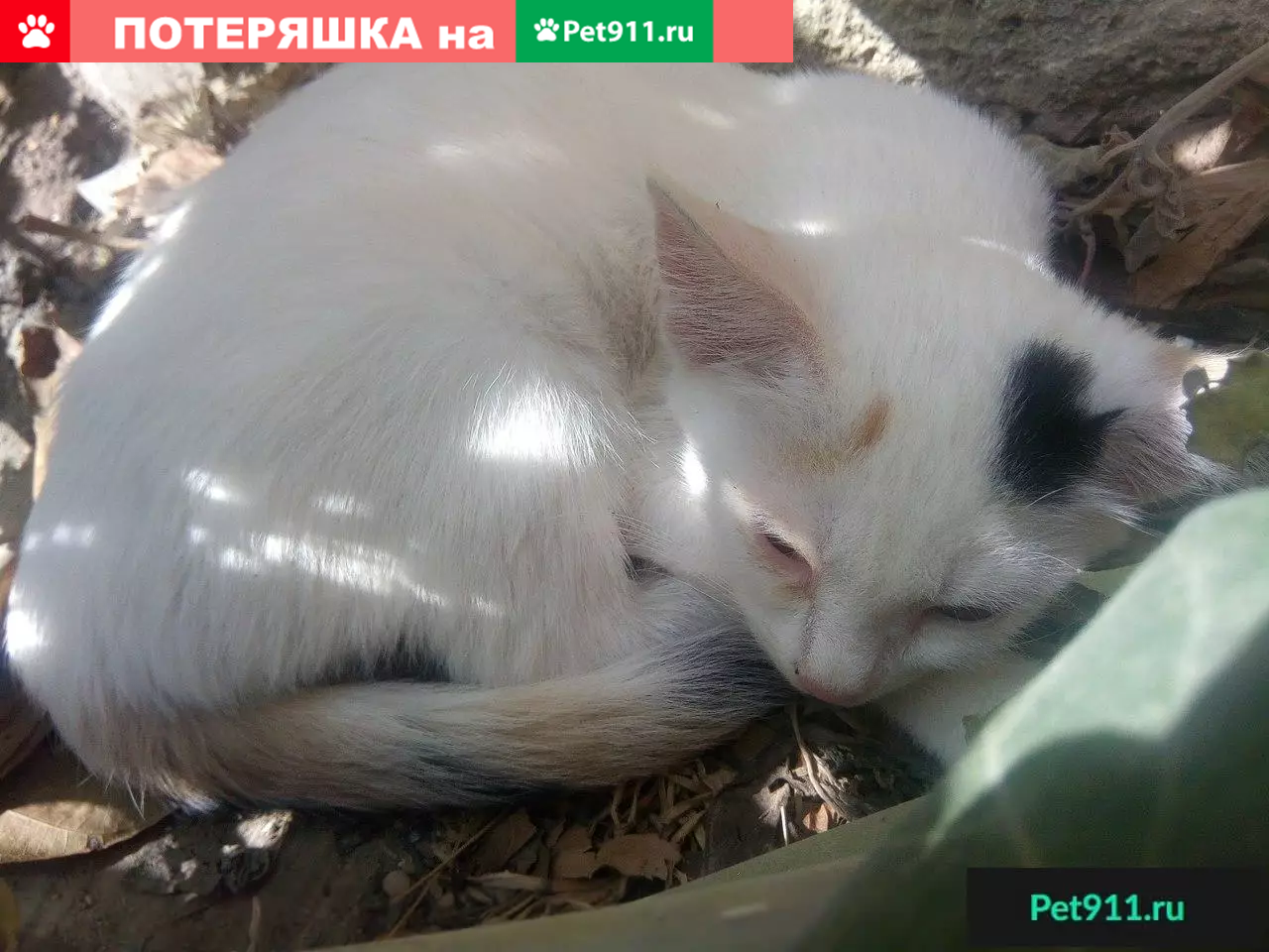 Пропала кошка на ул. Пластунская, Севастополь | Pet911.ru