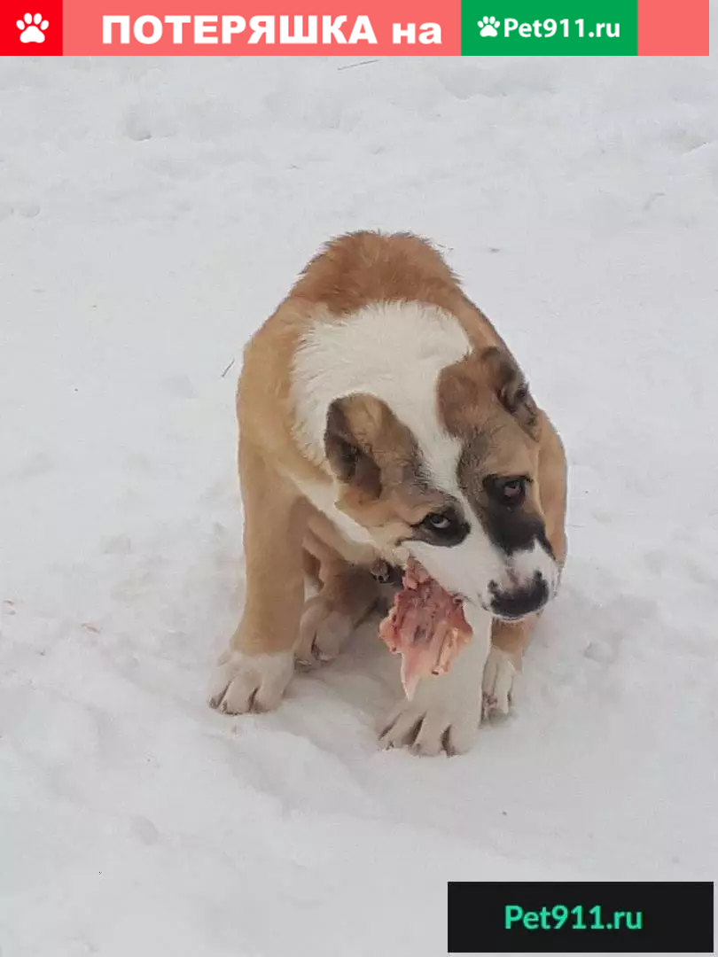 Пропала собака породы Алабай на улице Академической в Смоленске | Pet911.ru