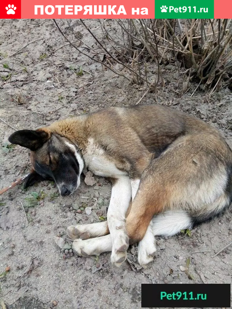 Найден молодой пес в Иваново, адрес - ул.Радищева и ул.Ташкентская |  Pet911.ru