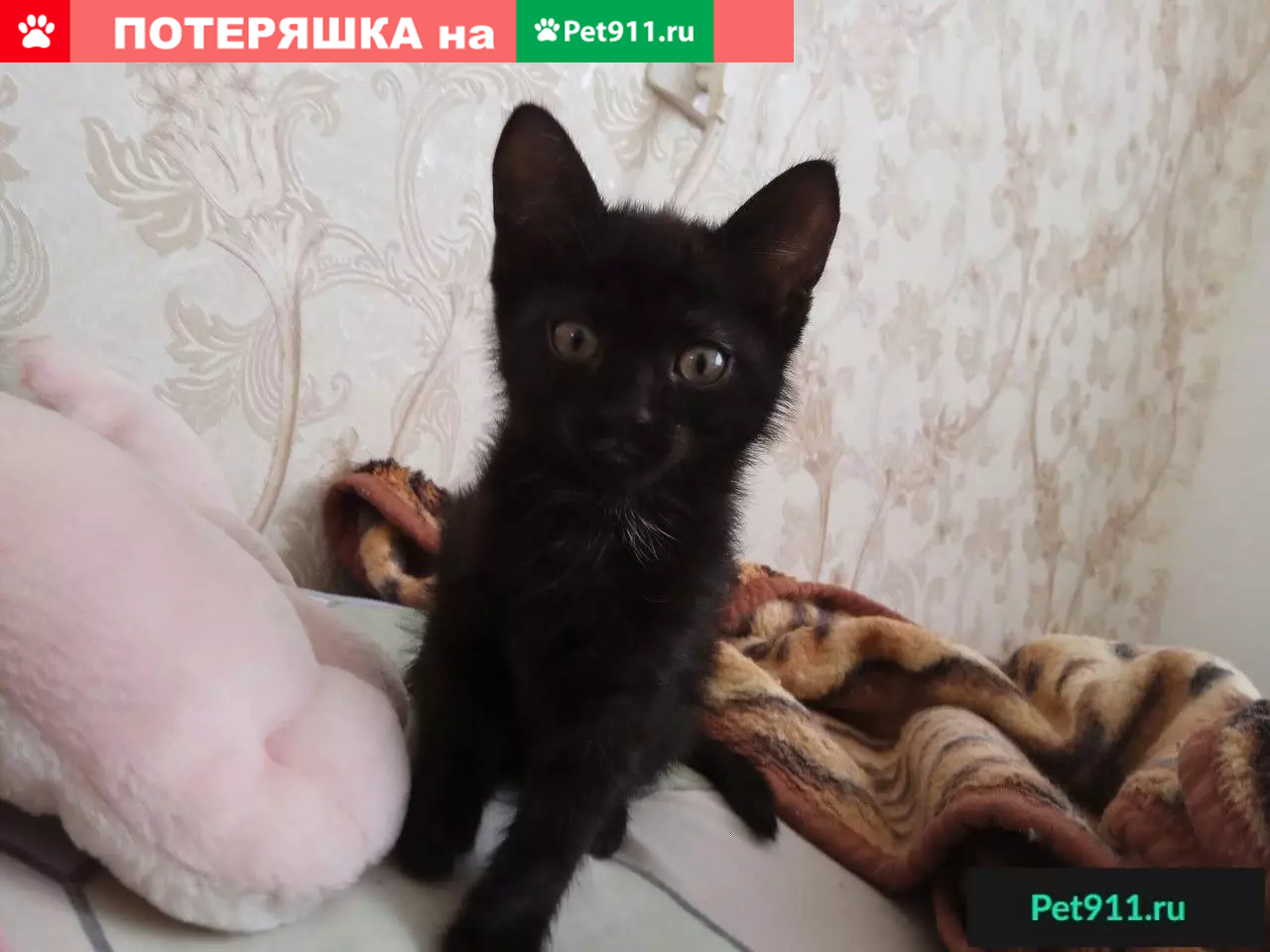 Найден котенок в п. Белый яр возле магазина Пятерочка. | Pet911.ru