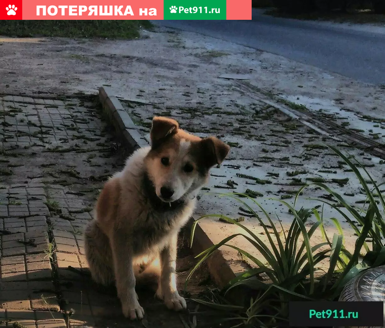 Найдена собака ПЯТИГОРСК! | Pet911.ru