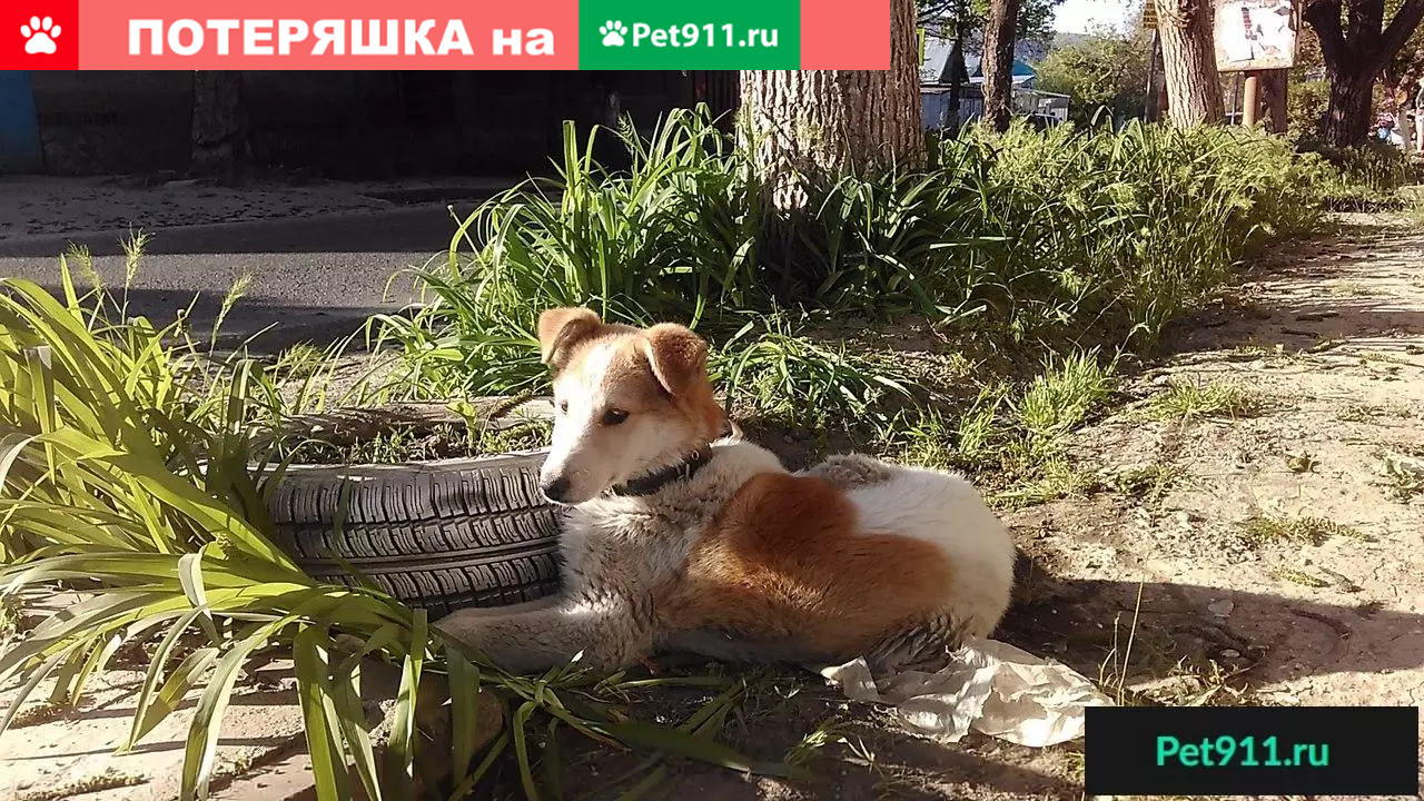 Найдена собака ПЯТИГОРСК! | Pet911.ru