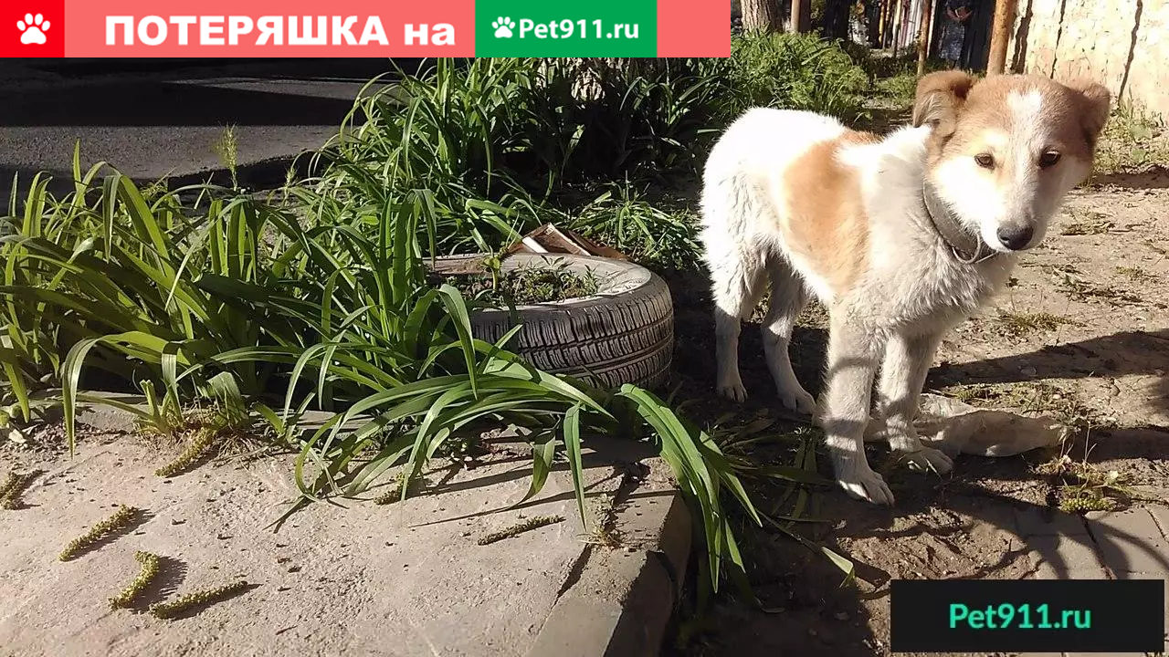 Найдена собака ПЯТИГОРСК! | Pet911.ru