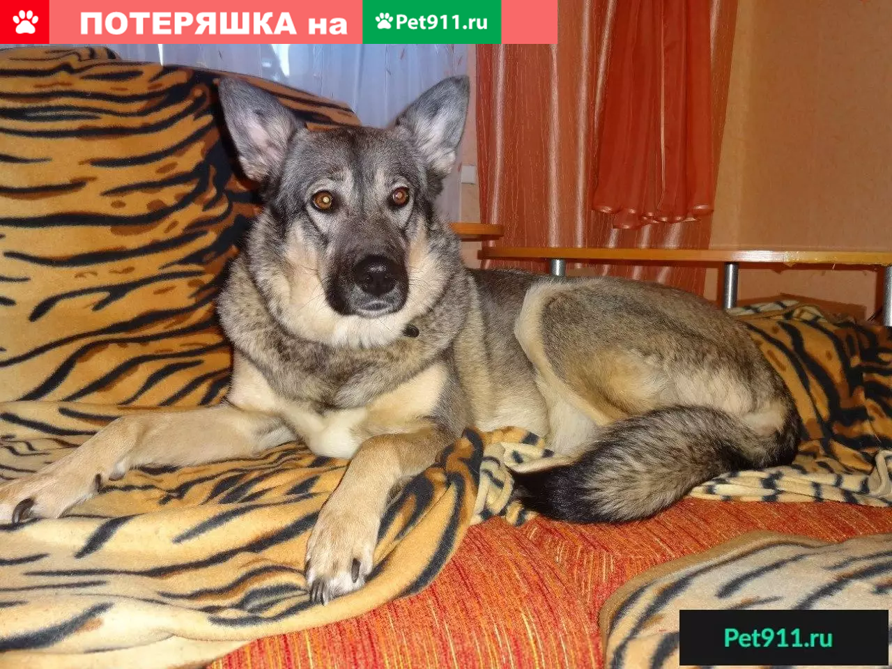 Пропала собака в Каменске-Уральском, Ленина 102, зовут Лайма | Pet911.ru