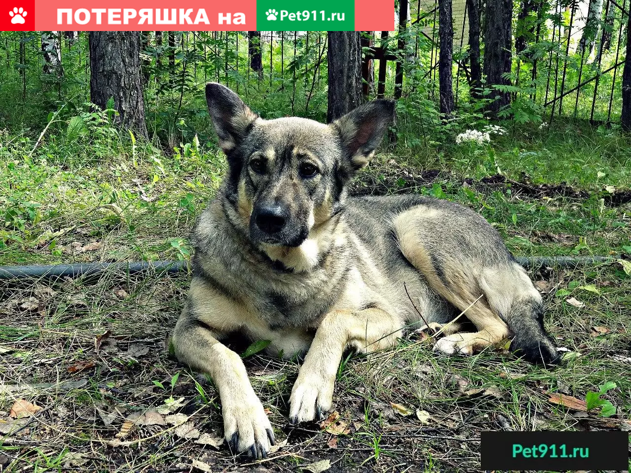 Пропала собака в Каменске-Уральском, Ленина 102, зовут Лайма | Pet911.ru