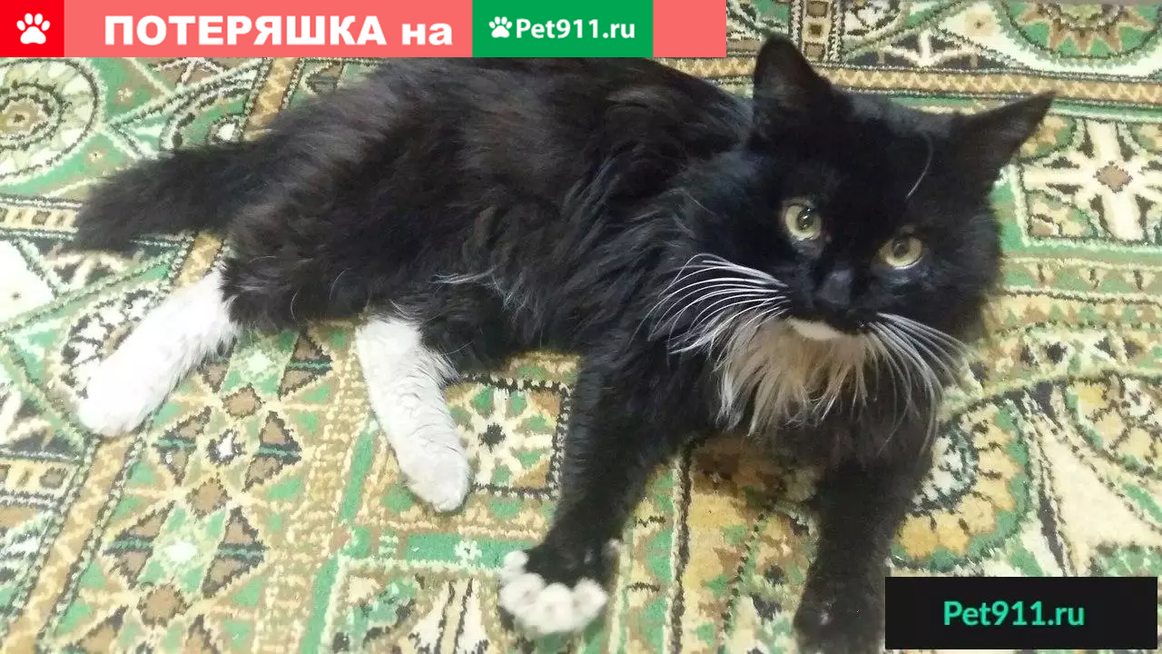 Найден домашний кот в г. Собинка, адрес - Лакина 8 | Pet911.ru