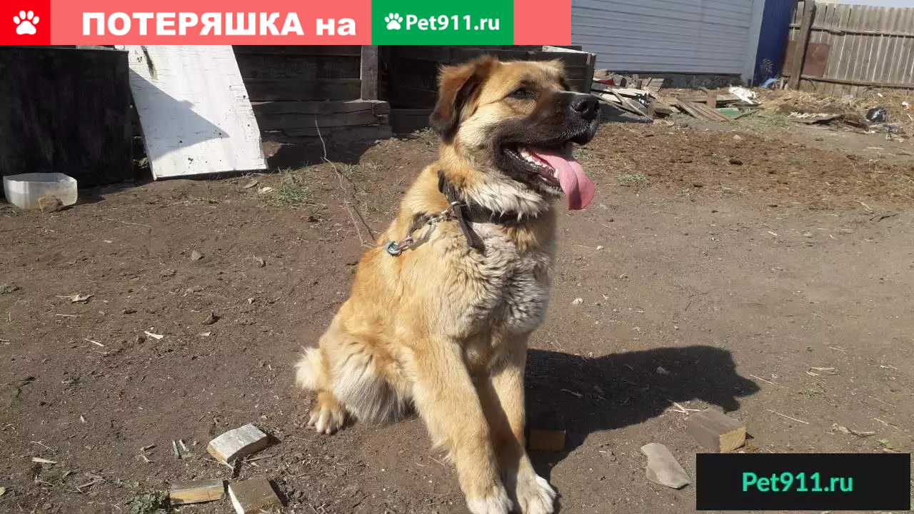 Найдена большая рыжая собака в Карымском | Pet911.ru