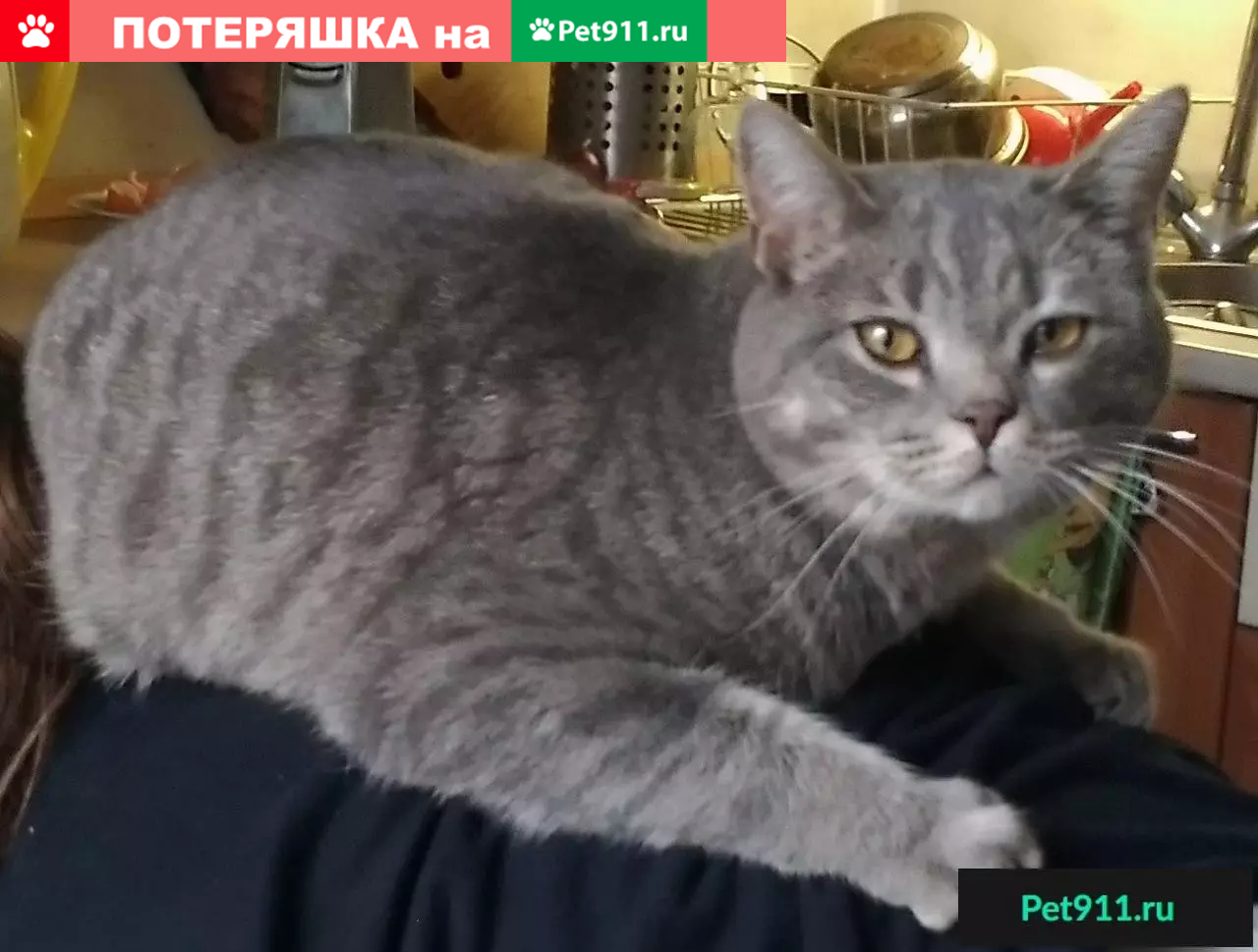 Пропала кошка в Уфе, поселок 8 Марта | Pet911.ru