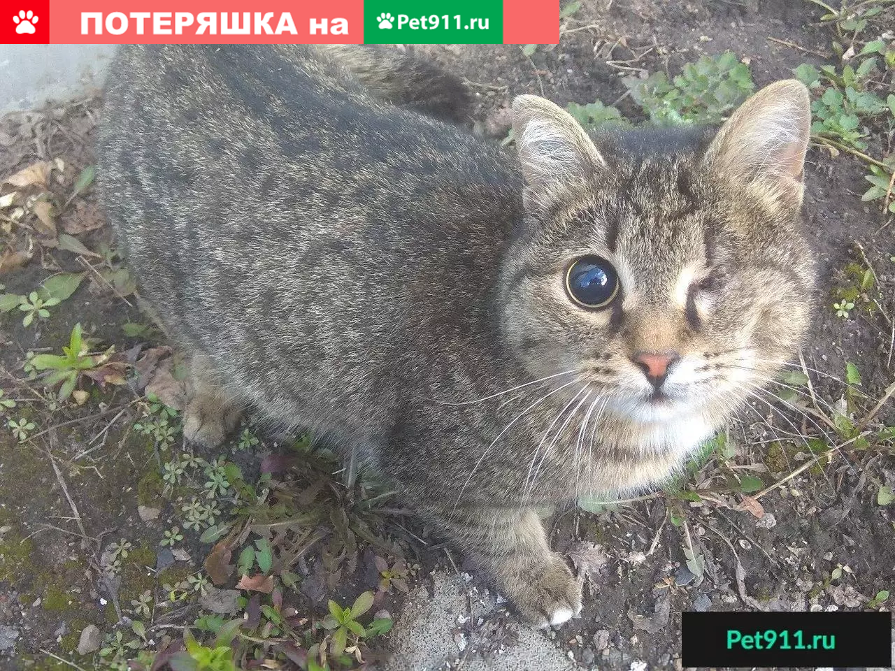 Найден котик в Омске без глаза! | Pet911.ru