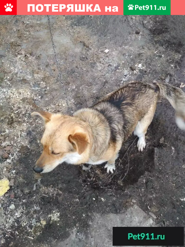 Пропала собака Герда в Центре, Кострома. | Pet911.ru