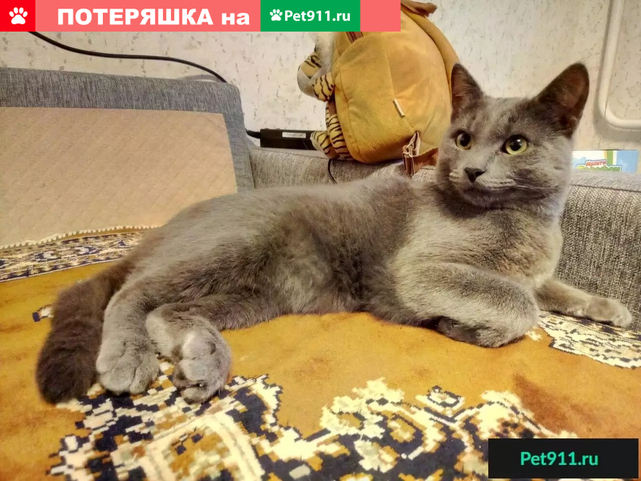 Найден серый кот в Тенистом, Воронеж | Pet911.ru