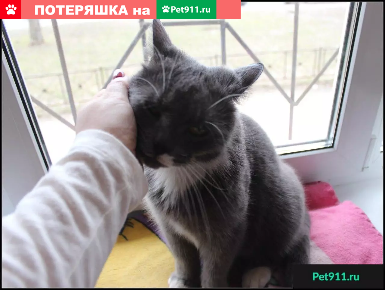 Ищем дом для кота Бегемота в Санкт-Петербурге | Pet911.ru