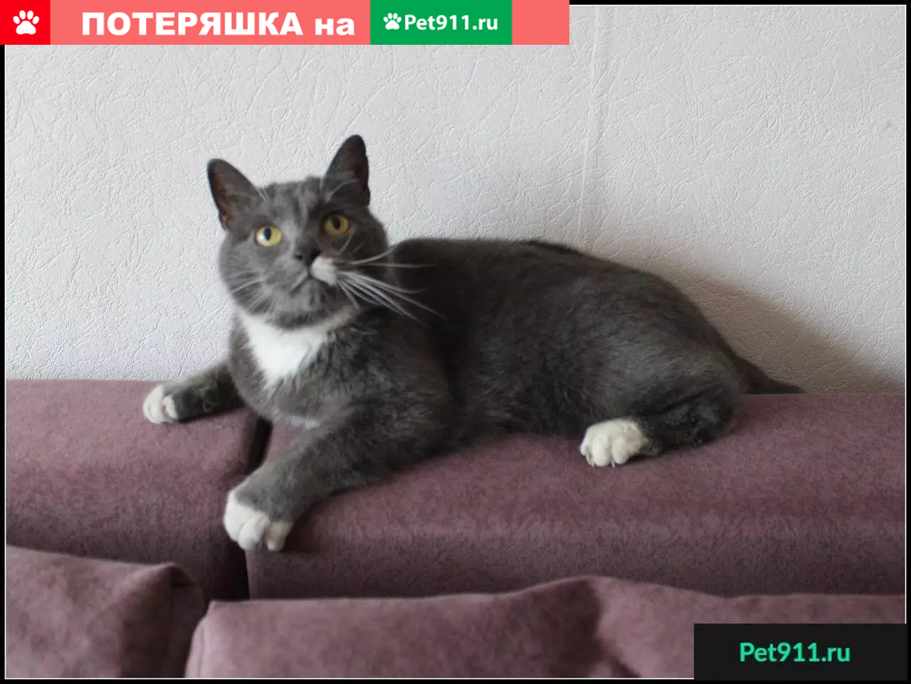 Ищем дом для кота Бегемота в Санкт-Петербурге | Pet911.ru