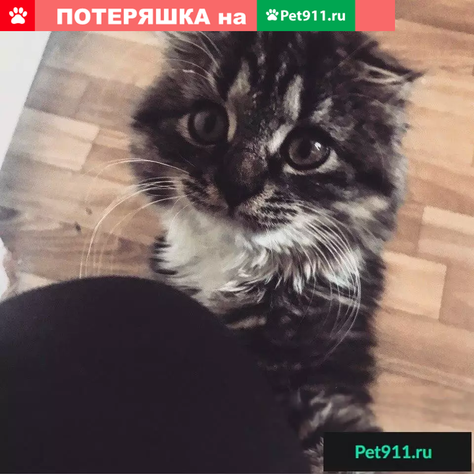 Найден веселый котик в Орле, ищет дом | Pet911.ru